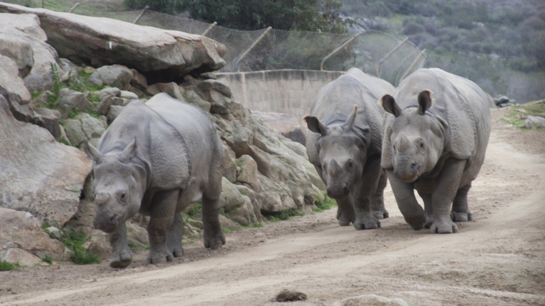 321-0590 Safari Park - Black Rhinos.jpg